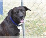 Small Labrador Retriever-Plott Hound Mix