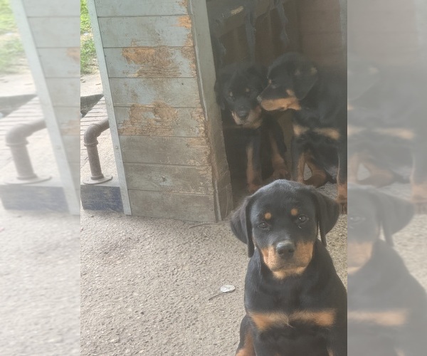 Medium Photo #3 Rottweiler Puppy For Sale in PETAL, MS, USA