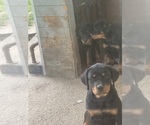 Small #2 Rottweiler