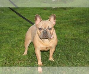 French Bulldog Puppy for sale in CUSTER, WA, USA