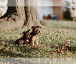 Small Photo #9 Yorkshire Terrier Puppy For Sale in FOREST HILL, TX, USA