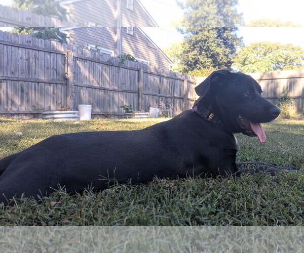 Medium Photo #3 Labrador Retriever-Unknown Mix Puppy For Sale in Oakhurst, NJ, USA
