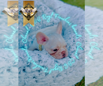 Small Photo #20 French Bulldog Puppy For Sale in ATHENS, GA, USA