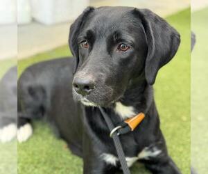 Labrador Retriever-Unknown Mix Dogs for adoption in San Diego, CA, USA