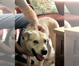 Labsky Dogs for adoption in The Woodlands, TX, USA