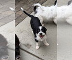 Small #2 Shih Tzu Mix