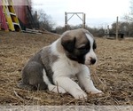 Small Photo #6 Anatolian Shepherd Puppy For Sale in COMMERCE, TX, USA