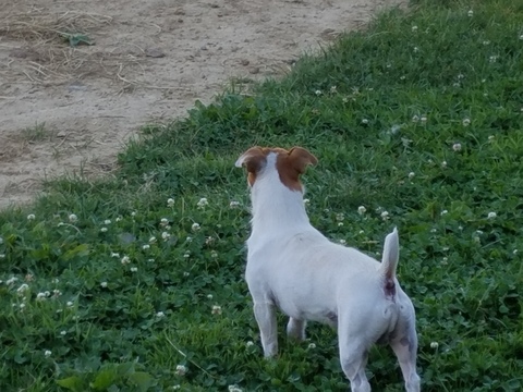 Medium Photo #1 Jack Russell Terrier Puppy For Sale in APPLE CREEK, OH, USA