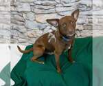 Small #1 Chihuahua Mix