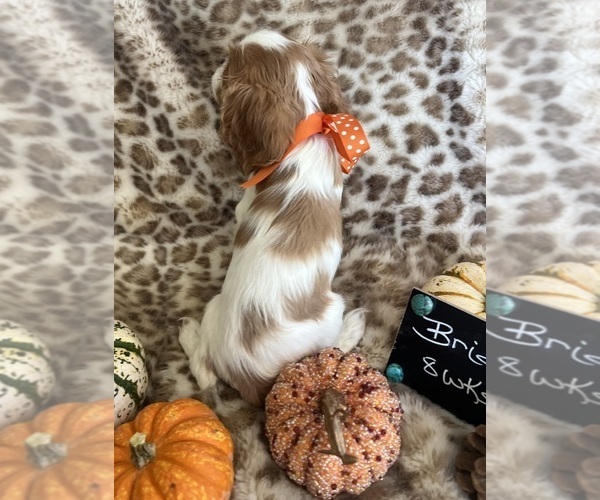 Medium Photo #8 Cavalier King Charles Spaniel Puppy For Sale in ABILENE, TX, USA