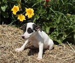 Small #3 Jack Russell Terrier