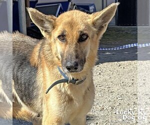 German Shepherd Dog-Unknown Mix Dogs for adoption in Washington, DC, USA