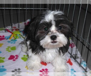 Mal-Shi Puppy for sale in ORO VALLEY, AZ, USA