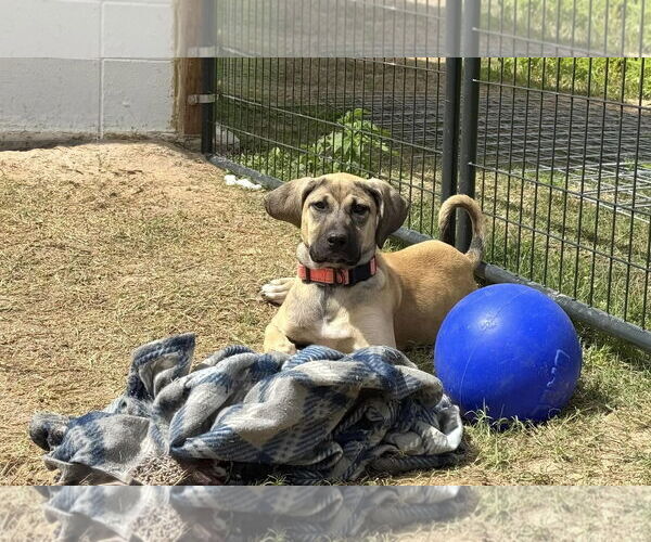 Medium Photo #5 Anatolian Shepherd-Rhodesian Ridgeback Mix Puppy For Sale in Higley, AZ, USA