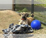 Small #4 Anatolian Shepherd-Rhodesian Ridgeback Mix