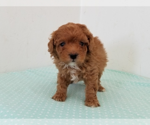 Medium Photo #4 Poodle (Miniature) Puppy For Sale in CLARK, MO, USA