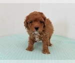 Small Photo #4 Poodle (Miniature) Puppy For Sale in CLARK, MO, USA