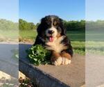 Puppy 4 Bernese Mountain Dog