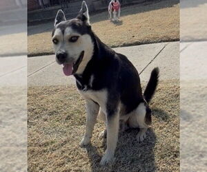Siberian Husky Mix Dog for Adoption in Oklahoma City, Oklahoma USA