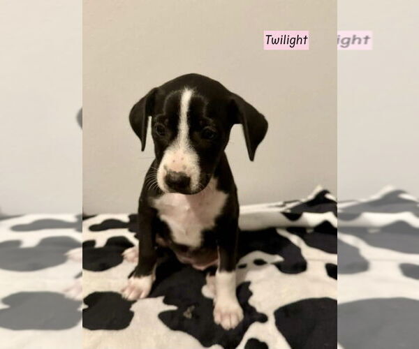 Medium Photo #1 Labbe Puppy For Sale in Brewster, NY, USA