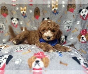 Cavapoo Puppy for sale in LAKELAND, FL, USA