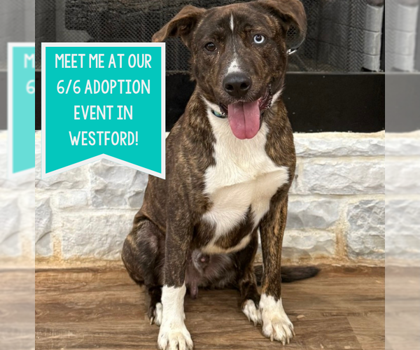 Medium Photo #1 Mountain Cur-Unknown Mix Puppy For Sale in Boston, MA, USA