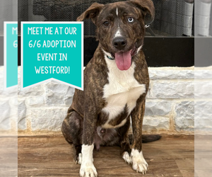 Mountain Cur-Unknown Mix Dogs for adoption in Boston, MA, USA