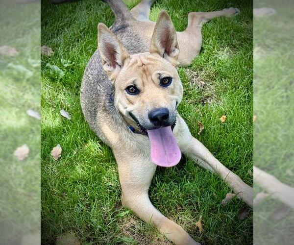 Medium Photo #1 Carolina Dog Puppy For Sale in Lodi, CA, USA