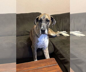 Great Dane Dogs for adoption in Bullard, TX, USA