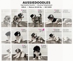 Litter of 10 - Male(s) and Female(s) AussiedoodleLitter of Puppies for Sale - Photo #2