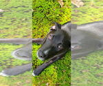 Small #2 Labrador Retriever Mix