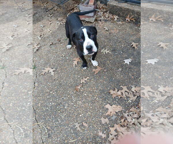 Medium Photo #1 Boxador Puppy For Sale in Horn Lake, MS, USA