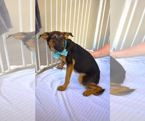 Mutt Dogs for adoption in McKinney, TX, USA