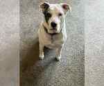 Small #3 American Bulldog