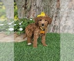 Small #6 Goldendoodle-Poodle (Miniature) Mix