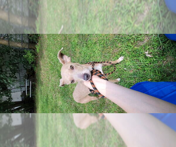 Medium Photo #2 Blue Lacy-Whippet Mix Puppy For Sale in Wyoming, MI, USA