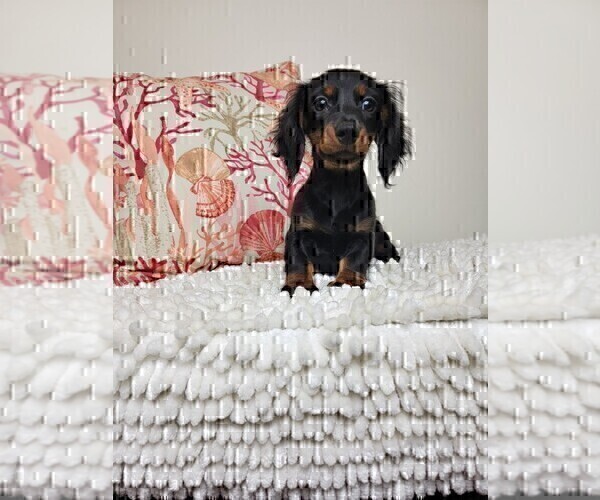 Medium Photo #3 Dachshund Puppy For Sale in MARTINSVILLE, IN, USA