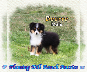Labrenees Puppy for sale in FORESTBURG, TX, USA