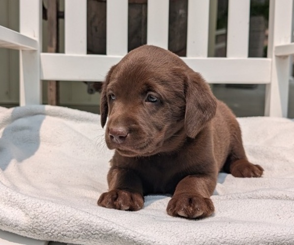 Medium Photo #22 Labrador Retriever Puppy For Sale in GOSHEN, IN, USA