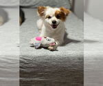 Small #4 Chihuahua Mix
