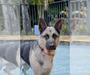 Trish 3152 - Female German Shepherd Dog Dog for Adoption - Photo #4