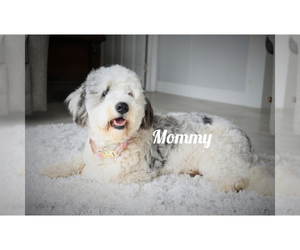 Mother of the Poodle (Miniature)-Sheepadoodle Mix puppies born on 08/09/2022