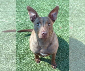Australian Kelpie Mix Dog for Adoption in NEWPORT NH, New Hampshire USA