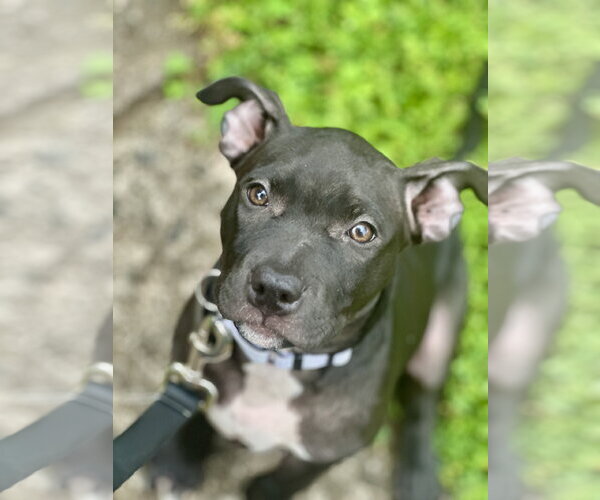 Medium Photo #5 American Pit Bull Terrier-Unknown Mix Puppy For Sale in Rockaway, NJ, USA