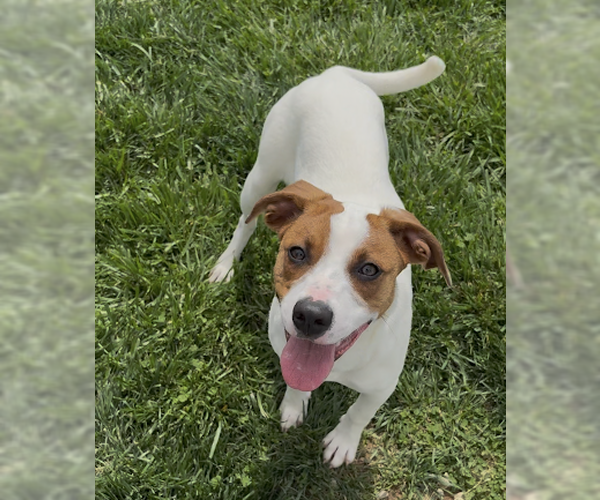 Medium Photo #2 Jack Russell Terrier-Unknown Mix Puppy For Sale in Sistersville, WV, USA