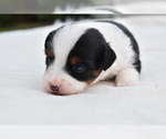 Small #6 Miniature Australian Shepherd