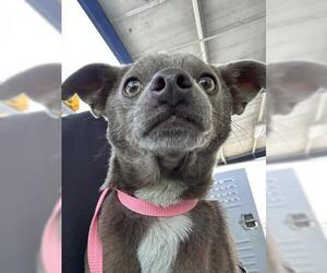 Chihuahua Dogs for adoption in Bakersfield, CA, USA