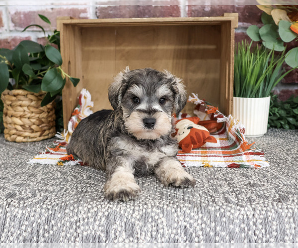 Medium Photo #3 Schnauzer (Miniature) Puppy For Sale in SYRACUSE, IN, USA