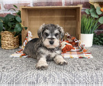 Small #2 Schnauzer (Miniature)