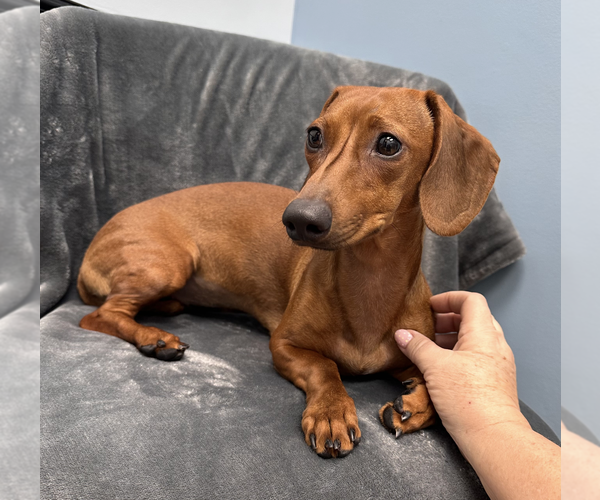 Medium Photo #5 Dachshund Puppy For Sale in Weston, FL, USA